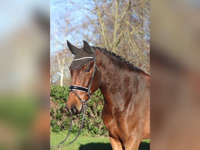 Hannoveraan Ruin 5 Jaar 172 cm Bruin in Selsingen