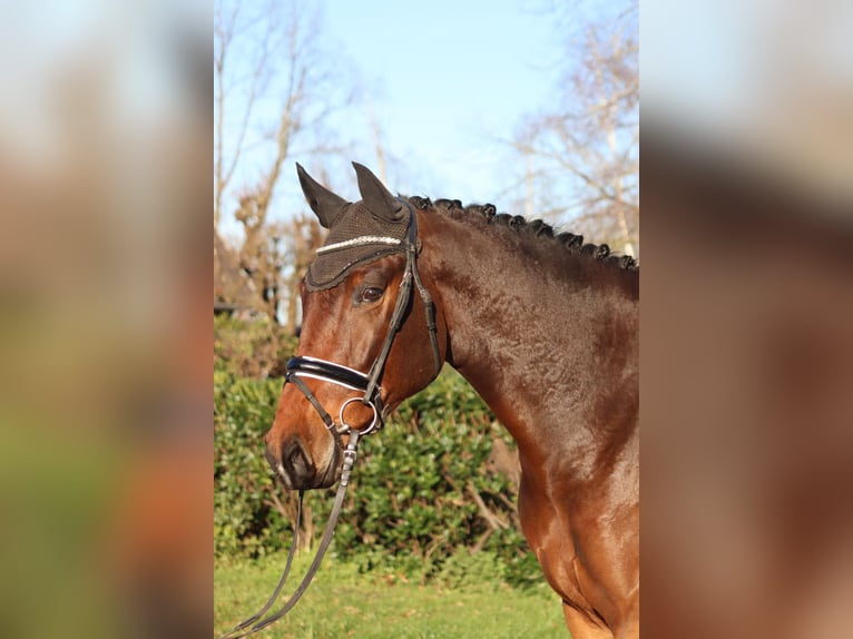 Hannoveraan Ruin 5 Jaar 172 cm Bruin in Selsingen