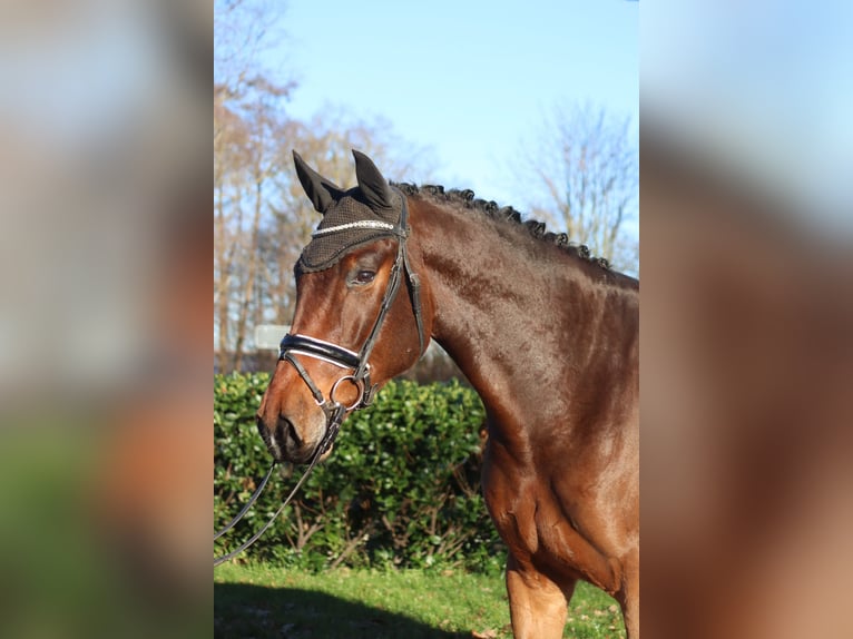 Hannoveraan Ruin 5 Jaar 172 cm Bruin in Selsingen