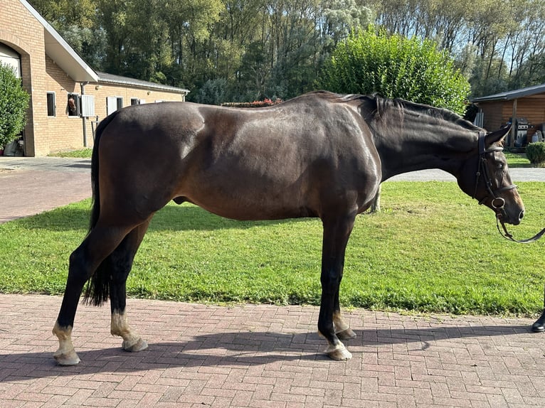 Hannoveraan Ruin 5 Jaar 172 cm Bruin in Bad Kreuznach