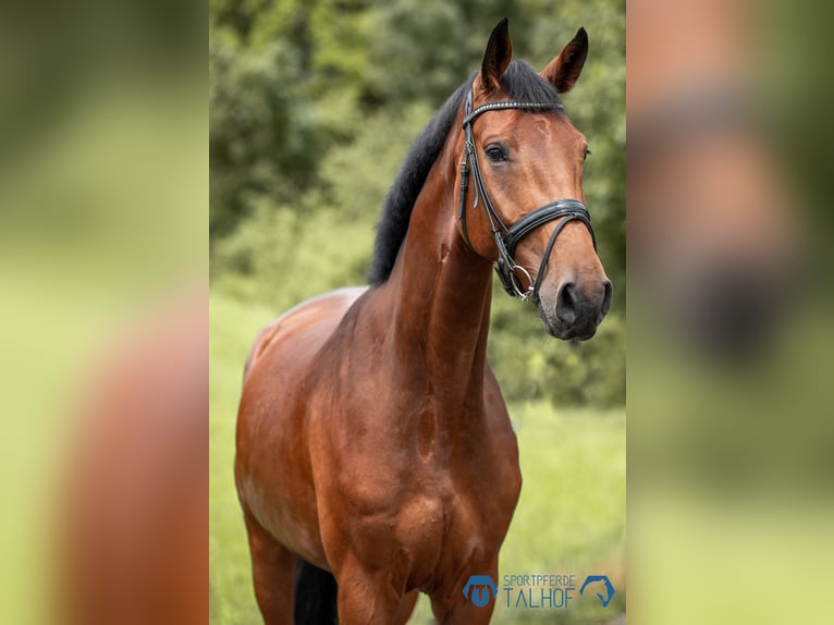 Hannoveraan Ruin 5 Jaar 172 cm Bruin in Korntal-Münchingen