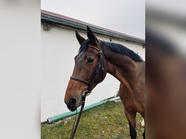 Hannoveraan Ruin 5 Jaar 172 cm Bruin in Gablingen