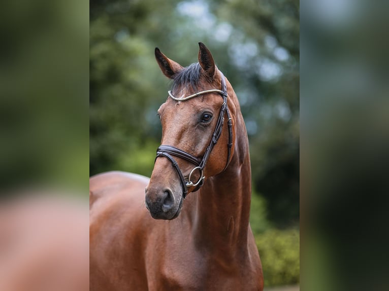 Hannoveraan Ruin 5 Jaar 172 cm Bruin in Riedstadt