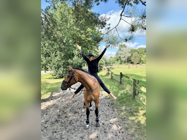 Hannoveraan Ruin 5 Jaar 172 cm Bruin in Vechelde