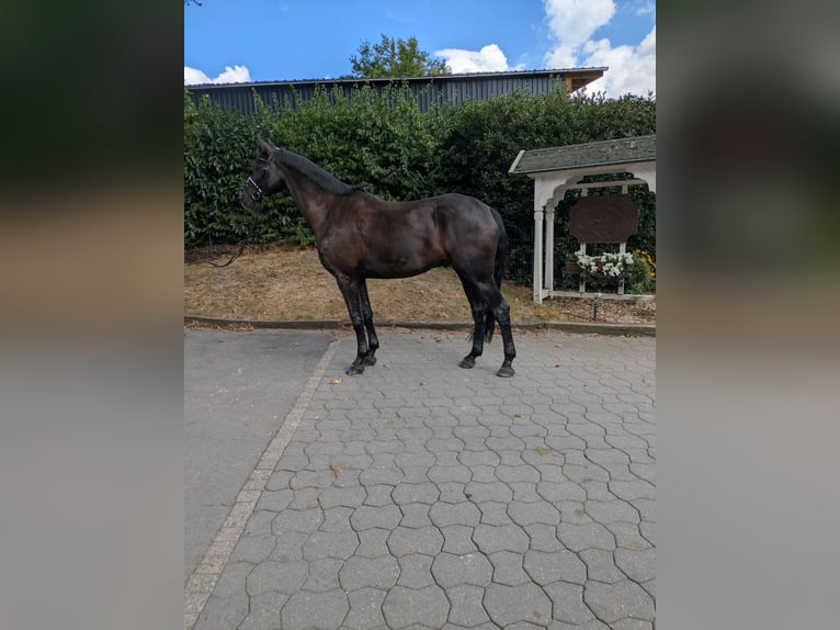 Hannoveraan Ruin 5 Jaar 172 cm Donkerbruin in H&#xFC;nxe
