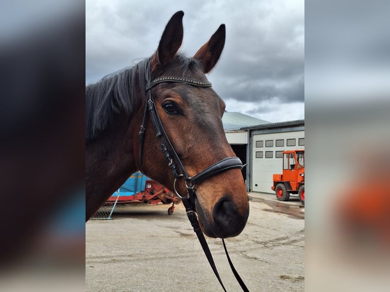 Hannoveraan Ruin 5 Jaar 172 cm Donkerbruin in Schömberg