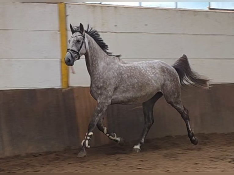 Hannoveraan Ruin 5 Jaar 172 cm Schimmel in Braunschweig