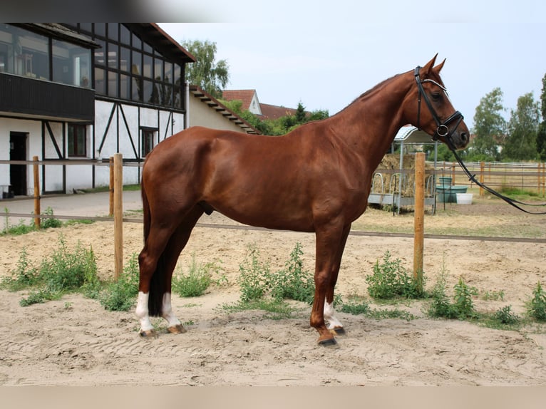Hannoveraan Ruin 5 Jaar 172 cm Vos in Langelsheim