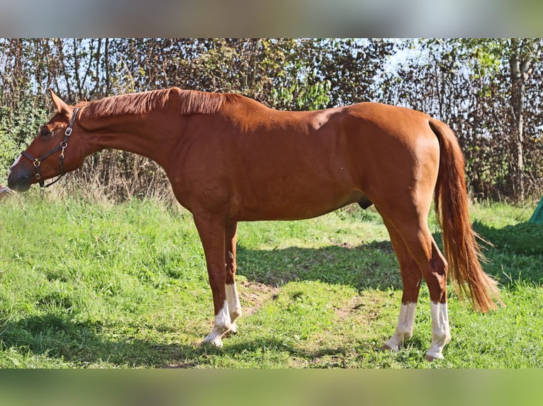 Hannoveraan Ruin 5 Jaar 172 cm Vos in Krefeld