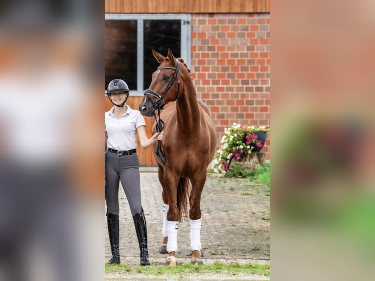 Hannoveraan Ruin 5 Jaar 172 cm Vos in RecklinghausenRecklinghausen