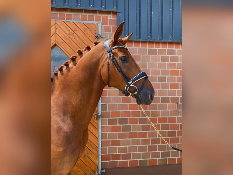 Hannoveraan Ruin 5 Jaar 172 cm Vos in RecklinghausenRecklinghausen