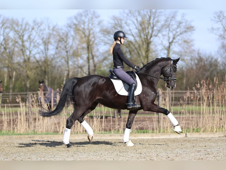 Hannoveraan Ruin 5 Jaar 172 cm Zwart in Haaksbergen