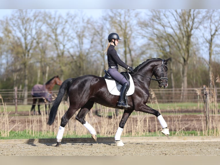 Hannoveraan Ruin 5 Jaar 172 cm Zwart in Haaksbergen