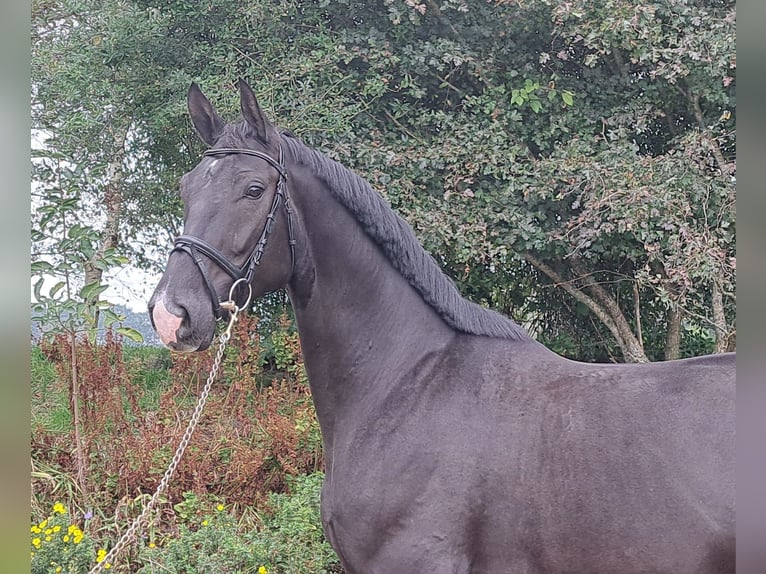 Hannoveraan Ruin 5 Jaar 172 cm Zwart in Loxstedt