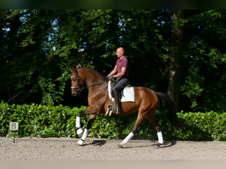 Hannoveraan Ruin 5 Jaar 173 cm Bruin in Hemslingen