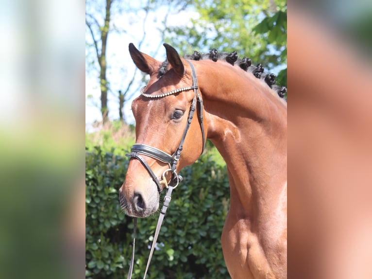 Hannoveraan Ruin 5 Jaar 173 cm Bruin in Selsingen
