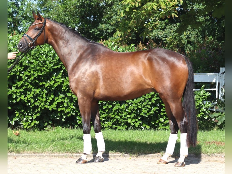 Hannoveraan Ruin 5 Jaar 173 cm Bruin in Selsingen