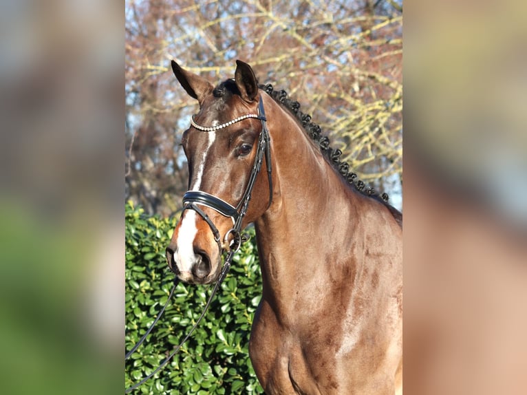 Hannoveraan Ruin 5 Jaar 173 cm Bruin in Selsingen