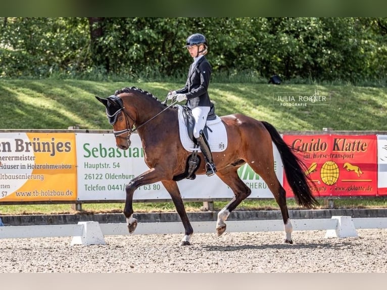 Hannoveraan Ruin 5 Jaar 173 cm Bruin in Selsingen