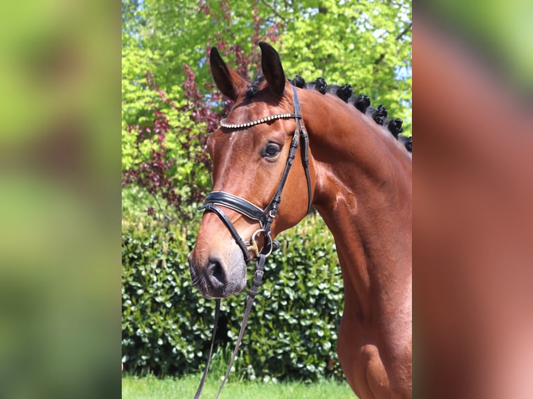 Hannoveraan Ruin 5 Jaar 173 cm Bruin in Selsingen