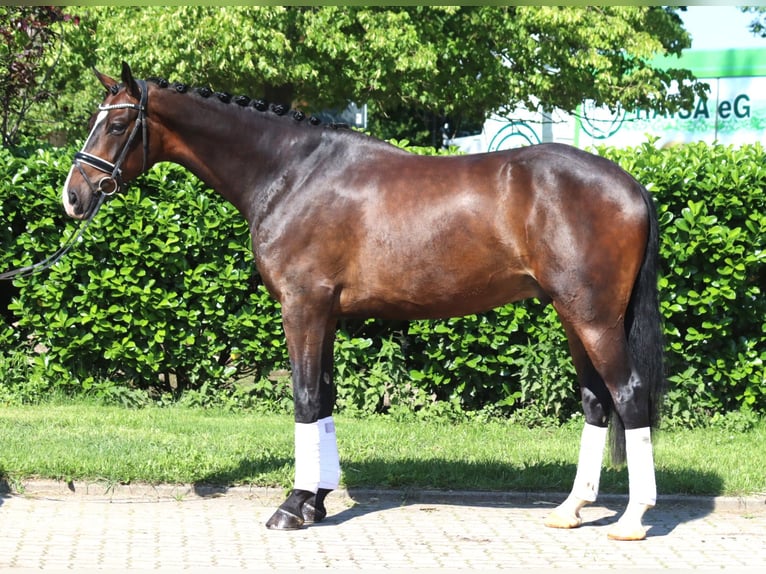 Hannoveraan Ruin 5 Jaar 173 cm Donkerbruin in Selsingen