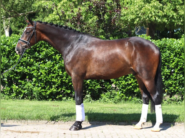 Hannoveraan Ruin 5 Jaar 173 cm Donkerbruin in Selsingen