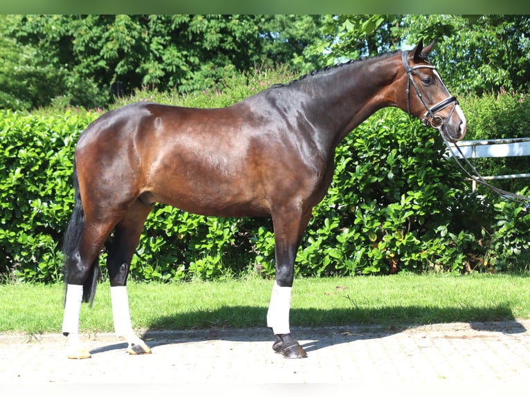 Hannoveraan Ruin 5 Jaar 173 cm Donkerbruin in Selsingen