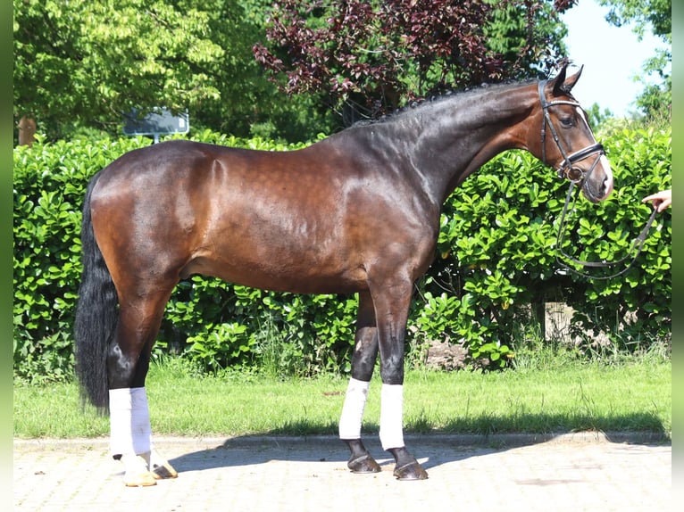 Hannoveraan Ruin 5 Jaar 173 cm Donkerbruin in Selsingen