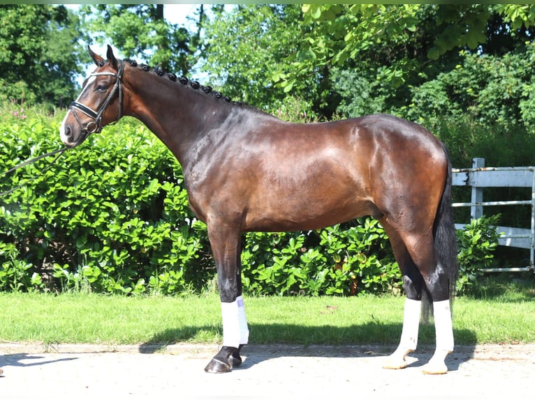 Hannoveraan Ruin 5 Jaar 173 cm Donkerbruin in Selsingen