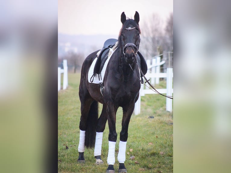 Hannoveraan Ruin 5 Jaar 173 cm Donkerbruin in Hattingen
