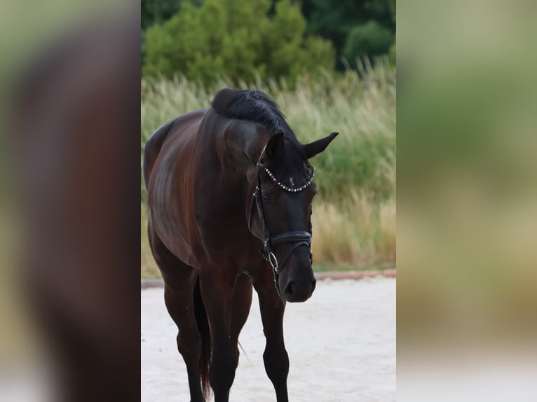 Hannoveraan Ruin 5 Jaar 173 cm Zwart in Börrstadt