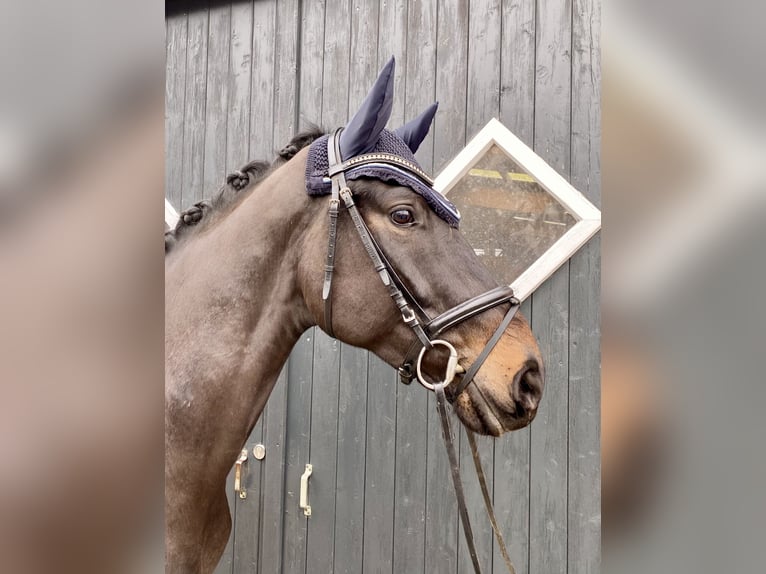 Hannoveraan Ruin 5 Jaar 173 cm Zwartbruin in Hammah