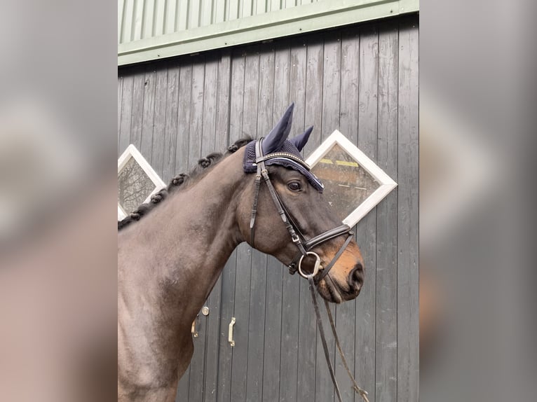 Hannoveraan Ruin 5 Jaar 173 cm Zwartbruin in Hammah