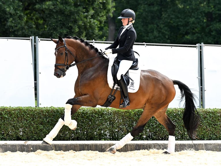 Hannoveraan Ruin 5 Jaar 174 cm Bruin in Bad Bevensen