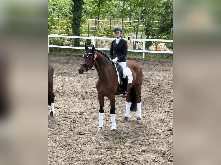 Hannoveraan Ruin 5 Jaar 174 cm Bruin in Börrstadt