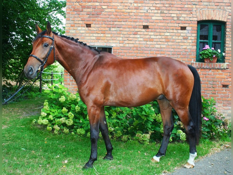 Hannoveraan Ruin 5 Jaar 174 cm Bruin in Ennigerloh