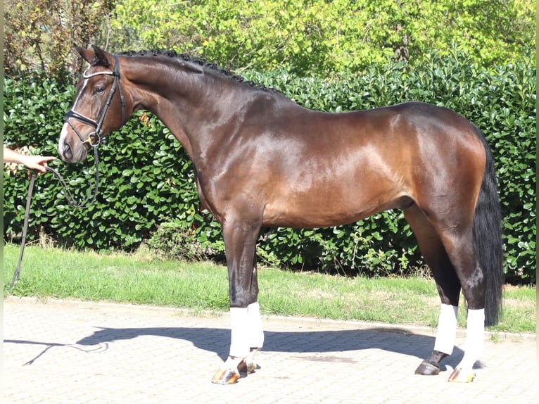 Hannoveraan Ruin 5 Jaar 174 cm Bruin in Selsingen