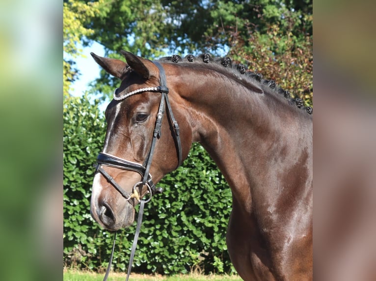 Hannoveraan Ruin 5 Jaar 174 cm Bruin in Selsingen