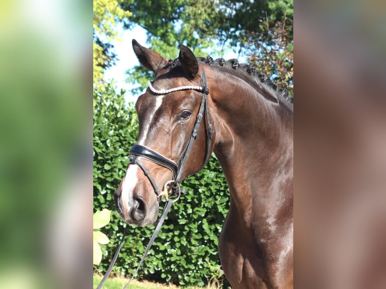 Hannoveraan Ruin 5 Jaar 174 cm Bruin in Selsingen