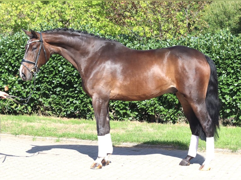 Hannoveraan Ruin 5 Jaar 174 cm Bruin in Selsingen