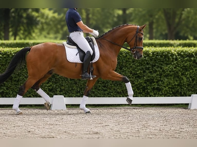 Hannoveraan Ruin 5 Jaar 174 cm Bruin in Mittenwald