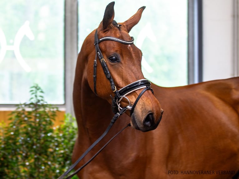Hannoveraan Ruin 5 Jaar 174 cm Bruin in Verden