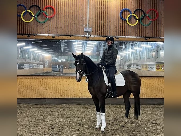 Hannoveraan Ruin 5 Jaar 174 cm Bruin in Hasbergen