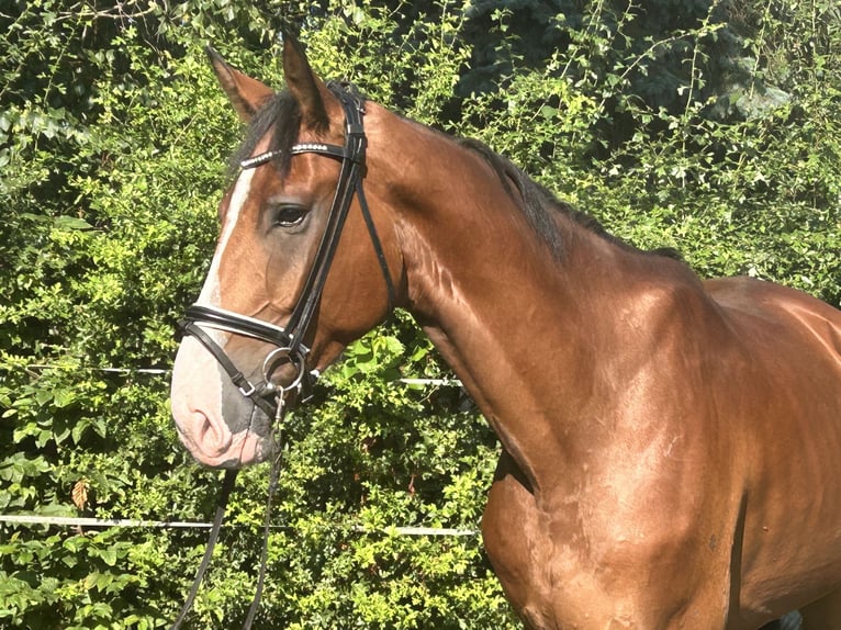 Hannoveraan Ruin 5 Jaar 174 cm Bruin in Hohenhameln
