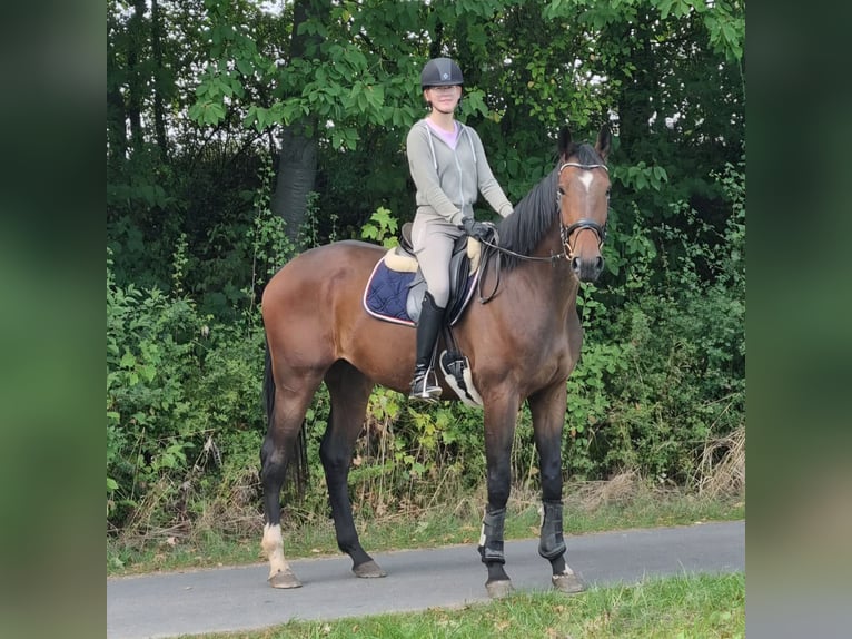 Hannoveraan Ruin 5 Jaar 174 cm Donkerbruin in Balge