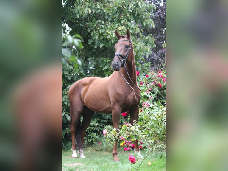 Hannoveraan Ruin 5 Jaar 174 cm Donkere-vos in Gro&#xDF; Ippener