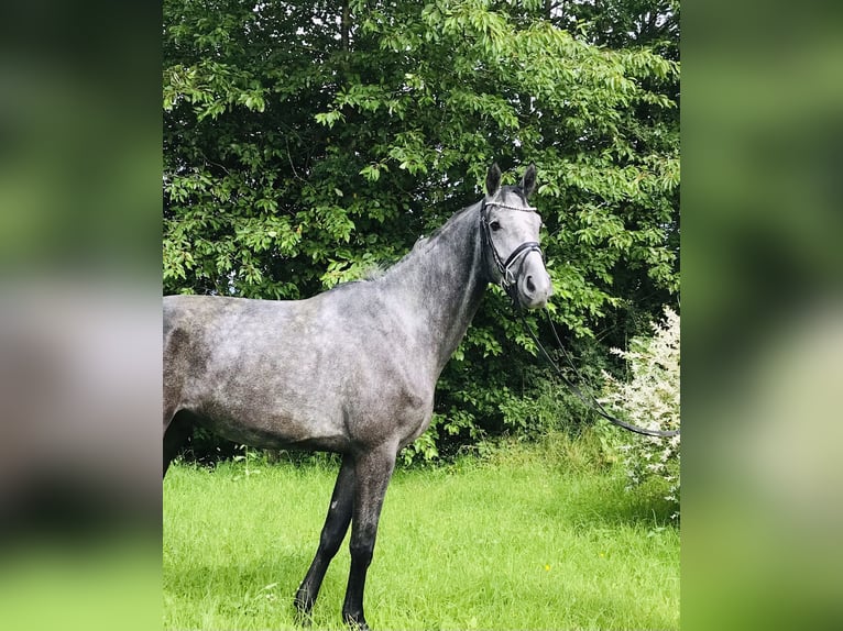 Hannoveraan Ruin 5 Jaar 174 cm Schimmel in Rosdorf