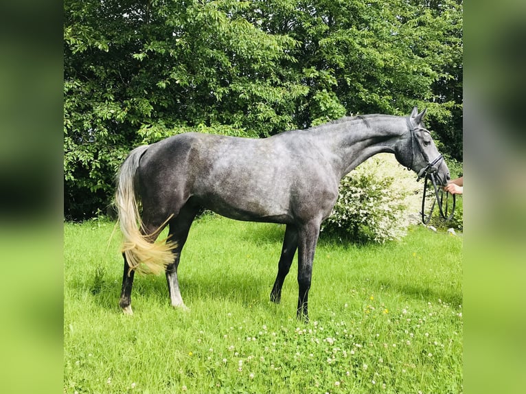 Hannoveraan Ruin 5 Jaar 174 cm Schimmel in Rosdorf