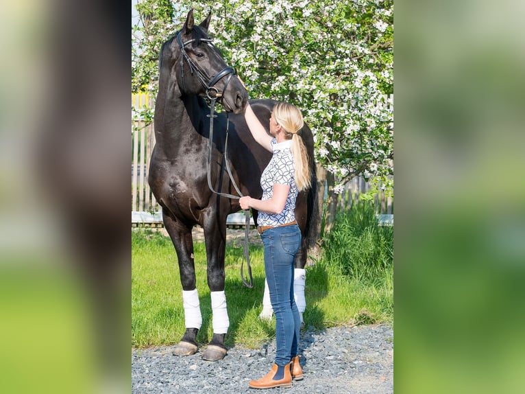 Hannoveraan Ruin 5 Jaar 174 cm Zwart in Priestwitz