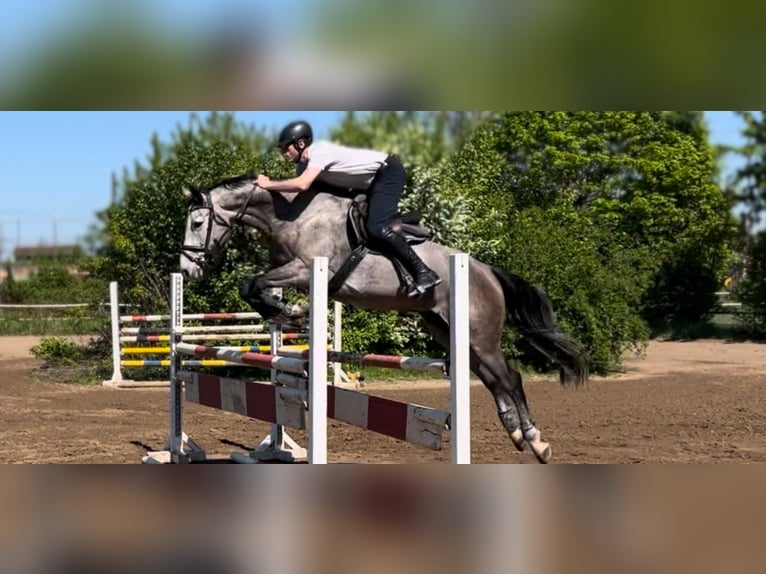 Hannoveraan Ruin 5 Jaar 175 cm Brown Falb schimmel in Bischofsheim